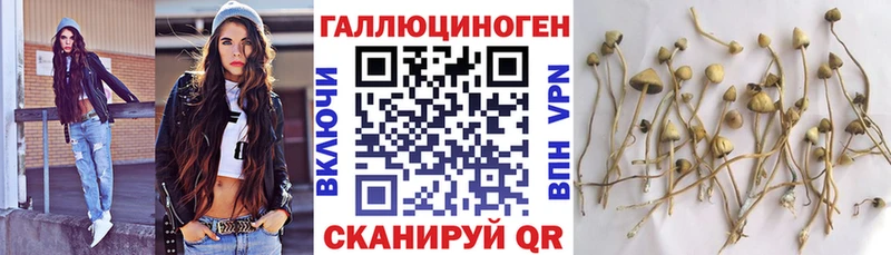 магазин  наркотиков  Могоча  Галлюциногенные грибы Psilocybe 